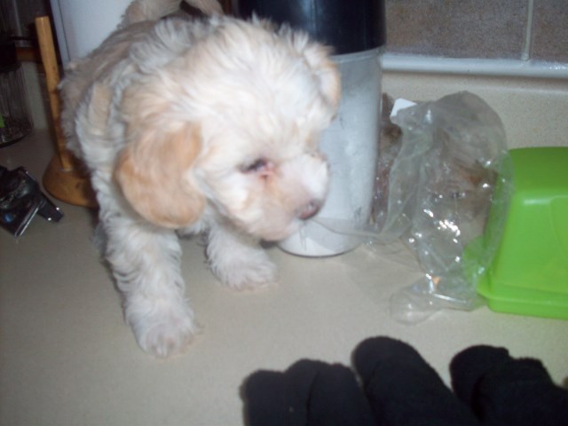 Poodle Toy puppy for sale + 67045