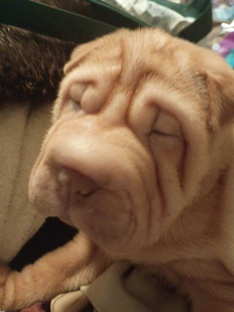Chinese Shar Pei puppy for sale + 67124