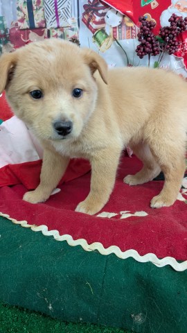 Golden Retriever puppy for sale + 66917