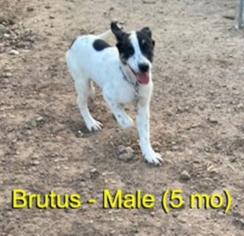 5-month-ole (Brutus) For Sale (No Papers)