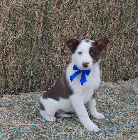 Border Collie puppy for sale + 62683