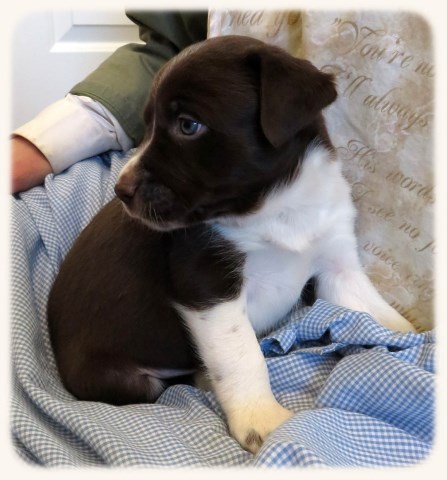 Beautiful "Started" McNab Border Collie Puppy