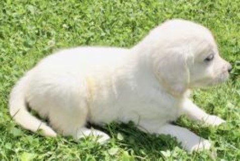 Golden Retriever puppy for sale + 55942