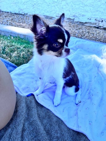 AKC Long Coat  Chihuahua    Charlie's Pups