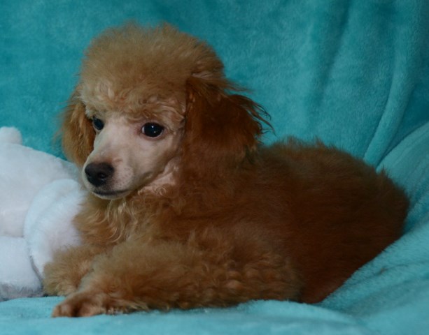 Red Quality Toy Poodle Male Ohio