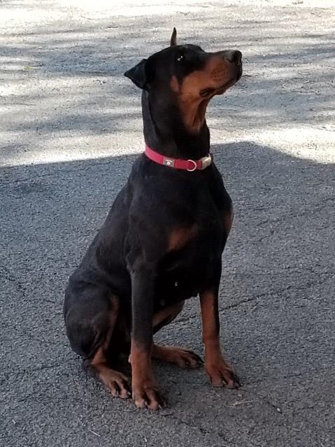 Doberman Pinscher puppy for sale + 56044