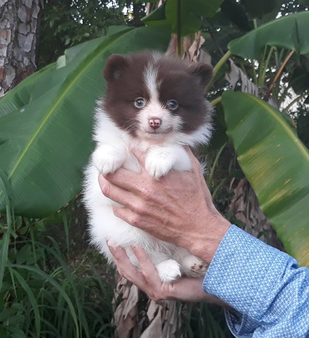 Parti-colored tiny pomeranian   puppy   male ( white with chocolate), Teddy  Bear