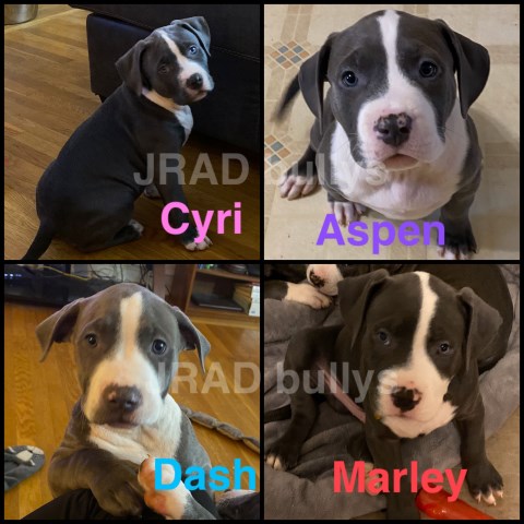 Xl American bully/pit puppies