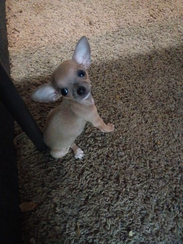 Chihuahua puppy for sale + 67274