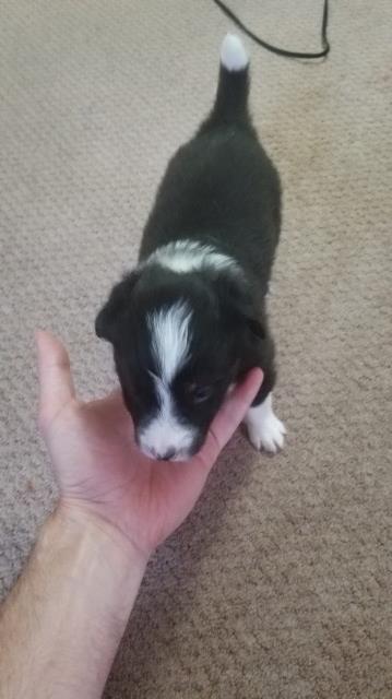 Border Collie puppy for sale + 65714