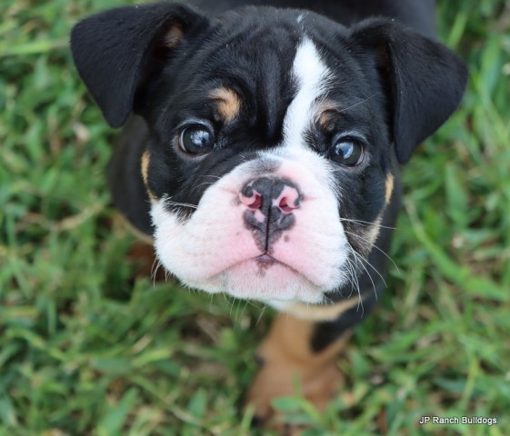 AKC champion lined English Bulldog Puppies
