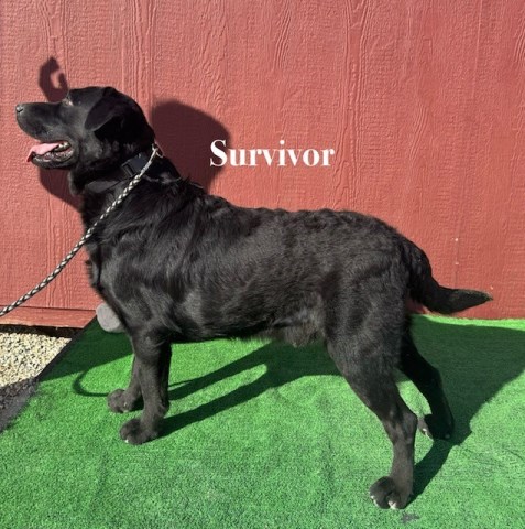 Labrador Retriever puppy for sale + 67177