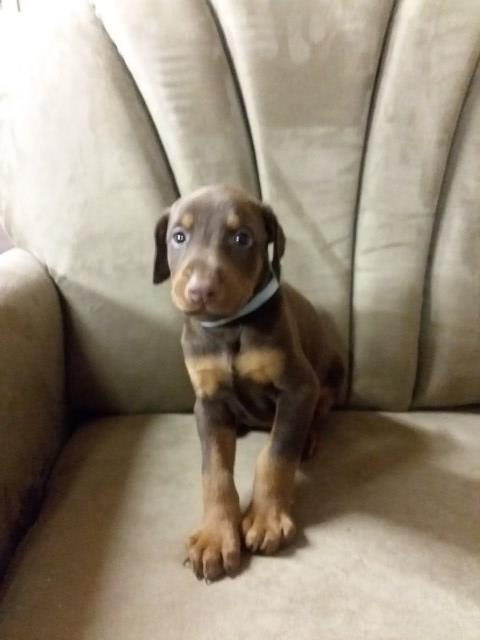 Doberman Pinscher puppy dog for sale in Huntsville, Alabama