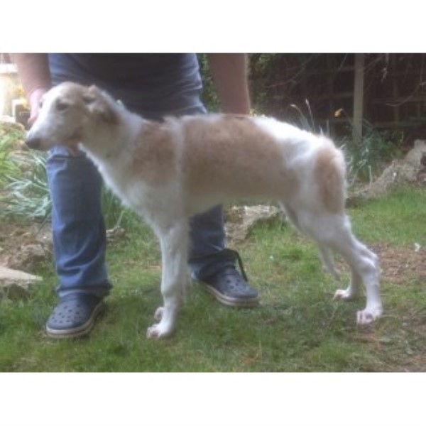Borzoi puppy dog for sale in Los Angeles, California
