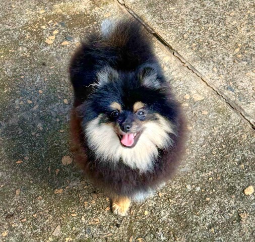 CKC Pomeranian: BUSTER BROWN