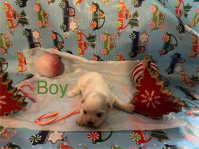 Beautiful male and female Shih Tzu