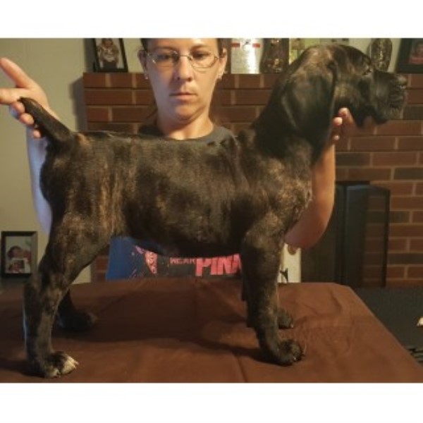 Cane Corso puppy dog for sale in Roanoke, Virginia