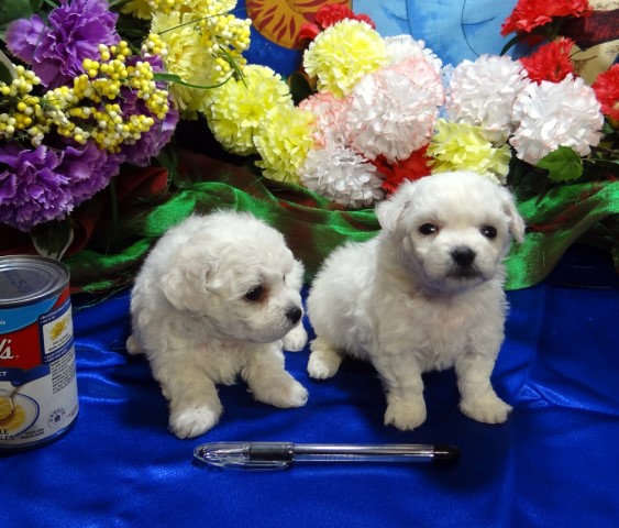 Litter Trained Bichon Frise Pups for  sale