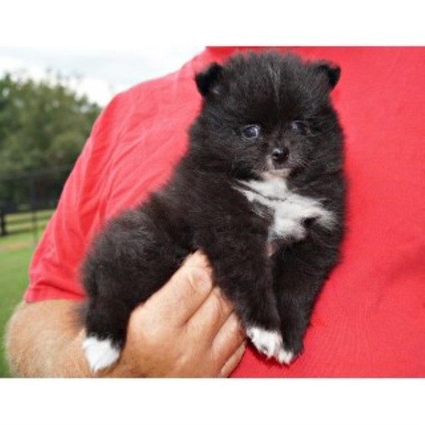 <3 "tattoo" - Female - CKC Pomeranian; $1100; 770.886.2401