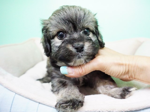 Shih Poo puppy for sale + 54657
