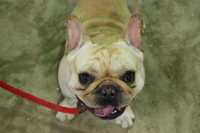 French Bulldog puppy for sale + 50580