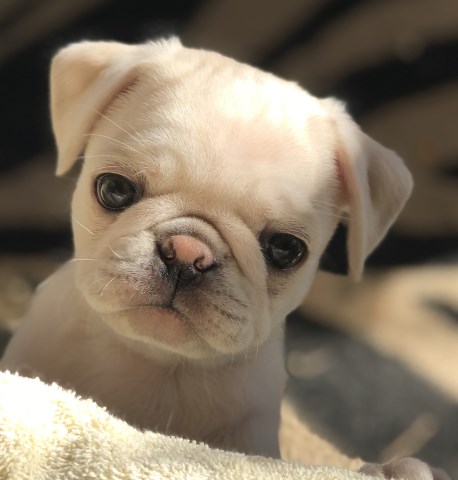 Got pugs? Beautiful white pugs available