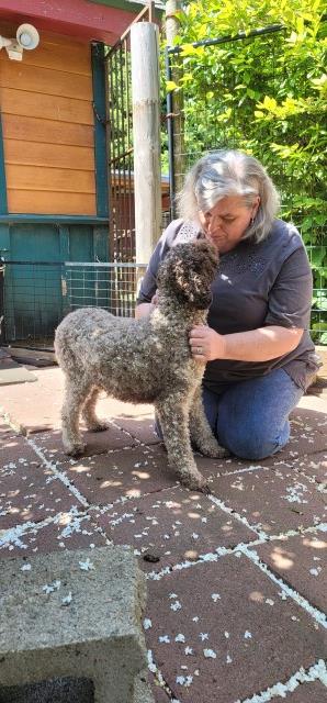 4 yr.old loving Lagotto girl BELLA DEL CARLOS