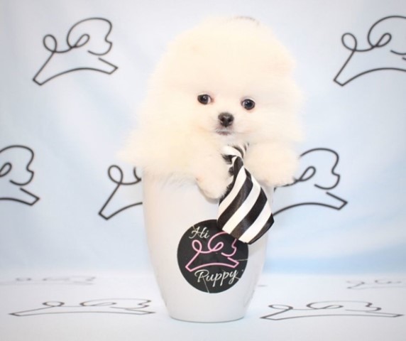 Pomeranian puppy for sale + 61406