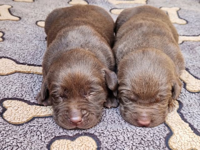 AKC Labrador Retriever Puppies!