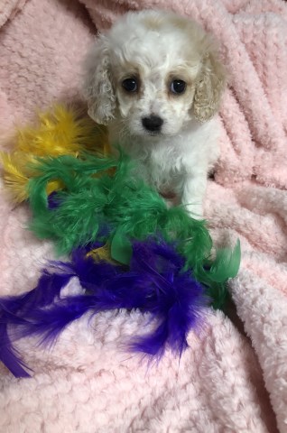 Cockapoo puppy for sale + 55378