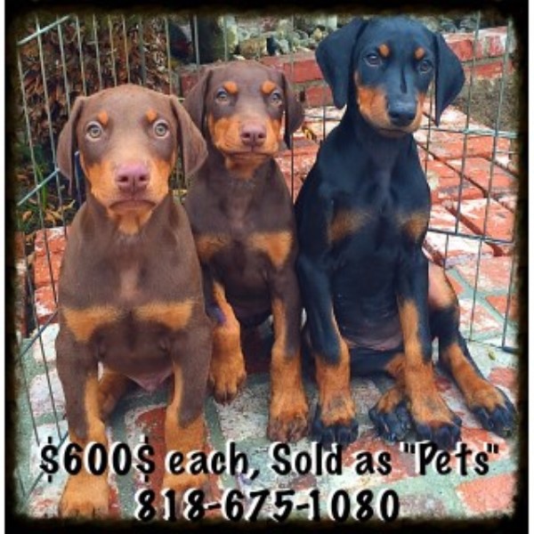 Doberman Pinschers In Los Angeles