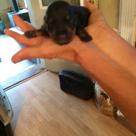 Dachshund puppy for sale + 49512