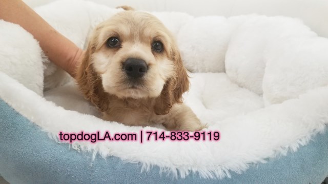 Cocker Spaniel Puppy - Female - Betty ($1,399)