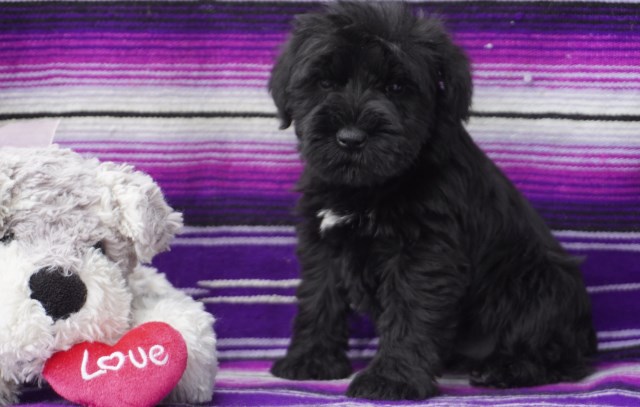 Glojan Miniature Schnauzers