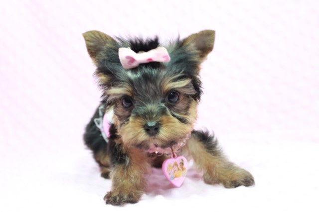 Teacup Yorkie Puppies For Sale In Las Vegas! Financing Available!
