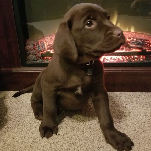 AKC  Labrador Pups ready for new homes
