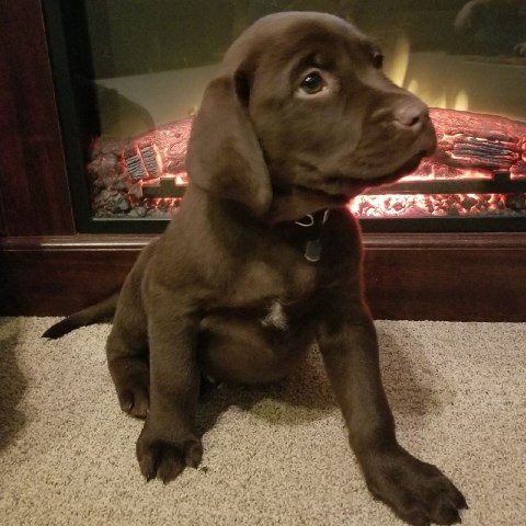 Labrador Retriever puppy dog for sale in Saranac, Michigan