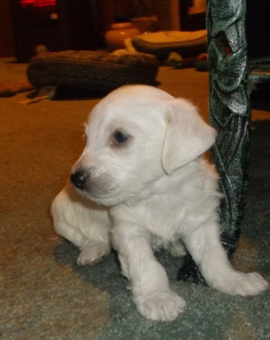 Jack Russell Terrier puppy for sale + 54747