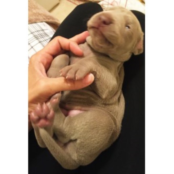 Weimaraner Puppies For Sale