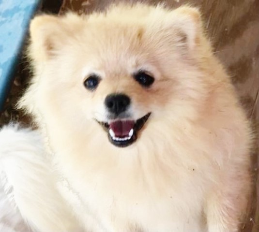 CKC Pomeranian (purebred) - JULIETTE; Female