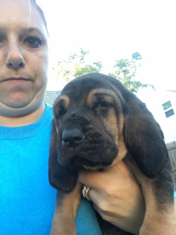 Bloodhound puppy for sale + 49605
