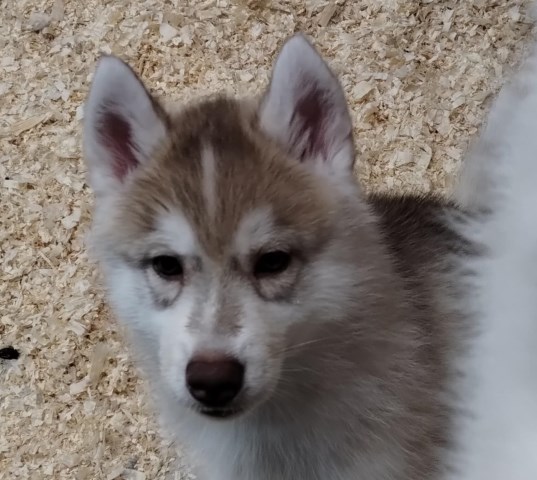 AKC Siberian Husky Champion  lines