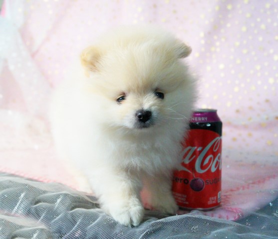 Pomeranian puppy for sale + 64533