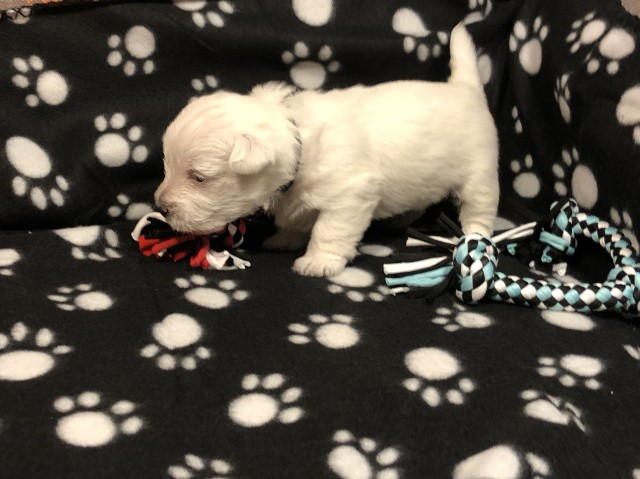 Malcolm - Male West Highland White Terrier