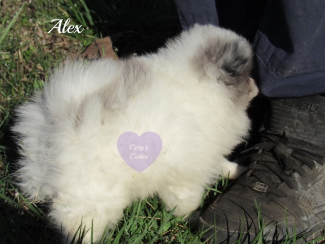 Pomeranian puppy for sale + 61413