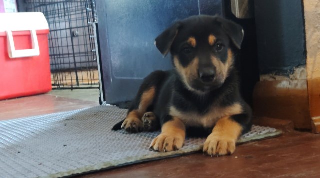 German Sheppard/Alaskan Malamute mix