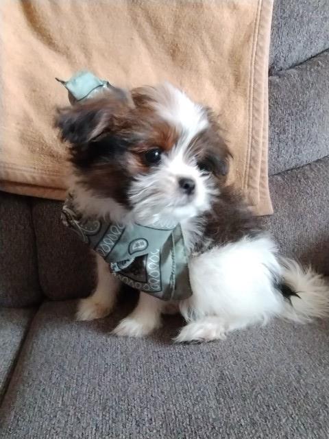 Shih Pom Male Puppy 12 weeks