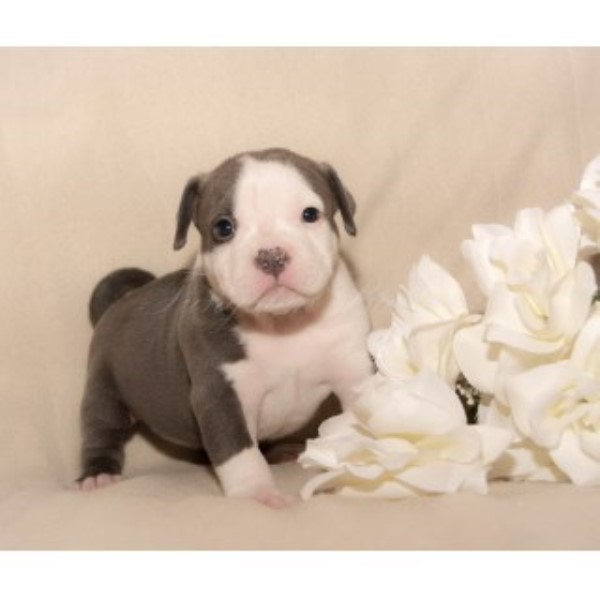 American Pit Bull Terrier puppy for sale + 45722