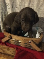 F1 Double Doodle Labradoodle for sale/adoption