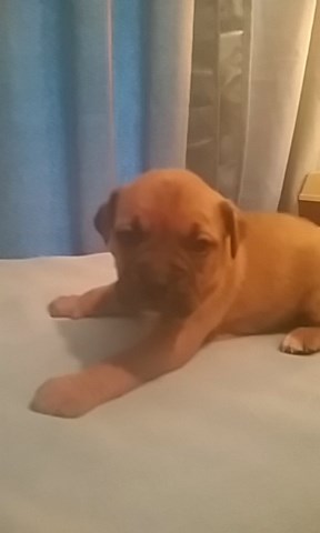 English Bulldog puppy for sale + 51861